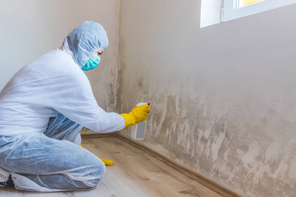 Licensed Black Mold Remediation service in Lexington, MI - 24 Hour Mold Removal