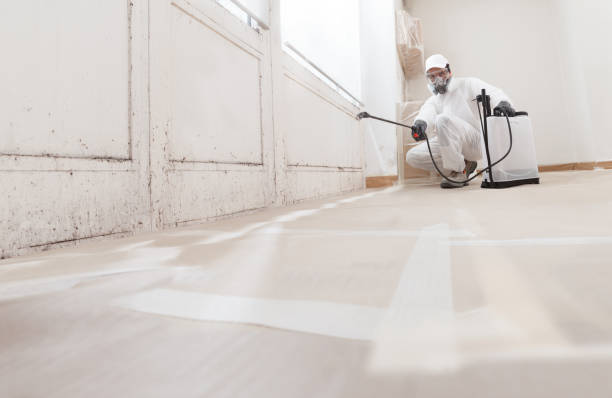 24/7 Emergency Black Mold Remediation experts in Lexington, MI