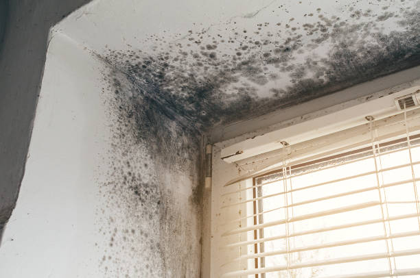 Affordable Black Mold Remediation solutions in Lexington, MI