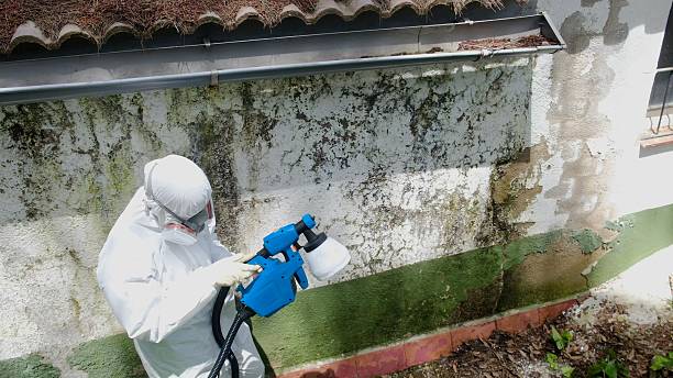 Top rated local Black Mold Remediation specialists in Lexington, MI